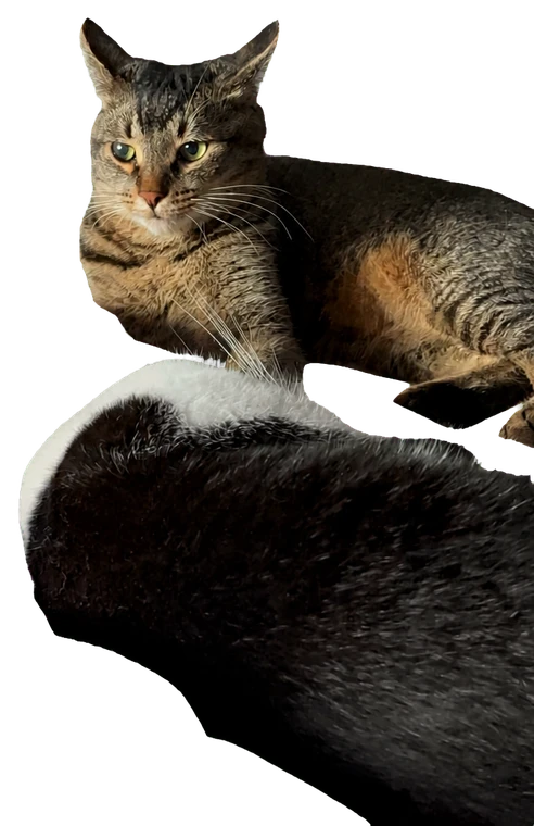 Бублик и Коржик отдыхают